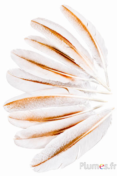 Pauw paars - 25-35 cm - crème-bruin